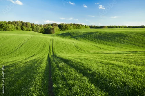 Obraz Pole zboża