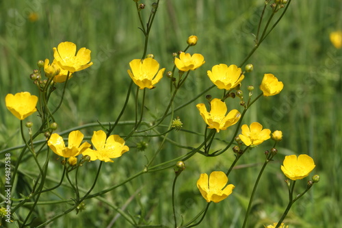 Butterblumen auf der Wiese