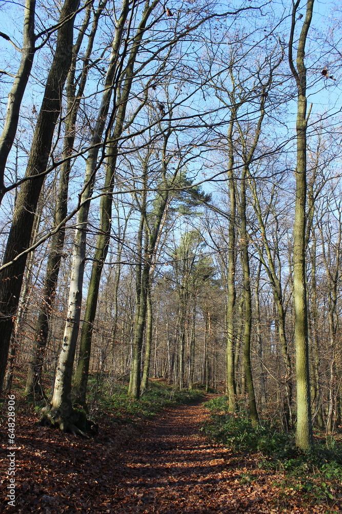 Fototapeta premium Waldweg, bedeckt mit Laub im Sonnenschein