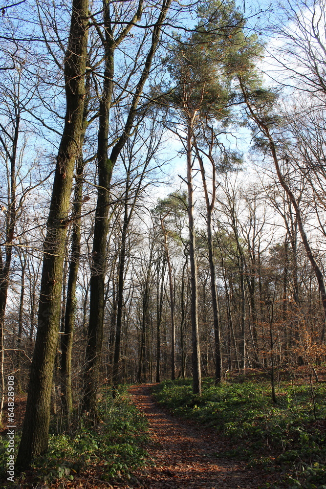 Waldweg, begrenzt mit hohen Bäumen