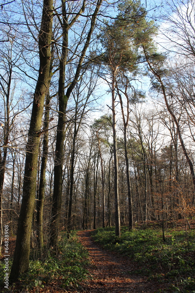 Waldweg, begrenzt mit hohen Bäumen Waldweg, begrenzt mit hohen Bäumen