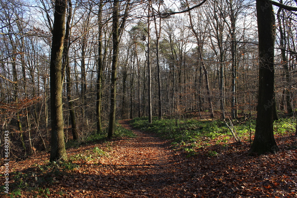 Fototapeta premium Waldweg bedeckt mit Laub, von Sonne durchflutet