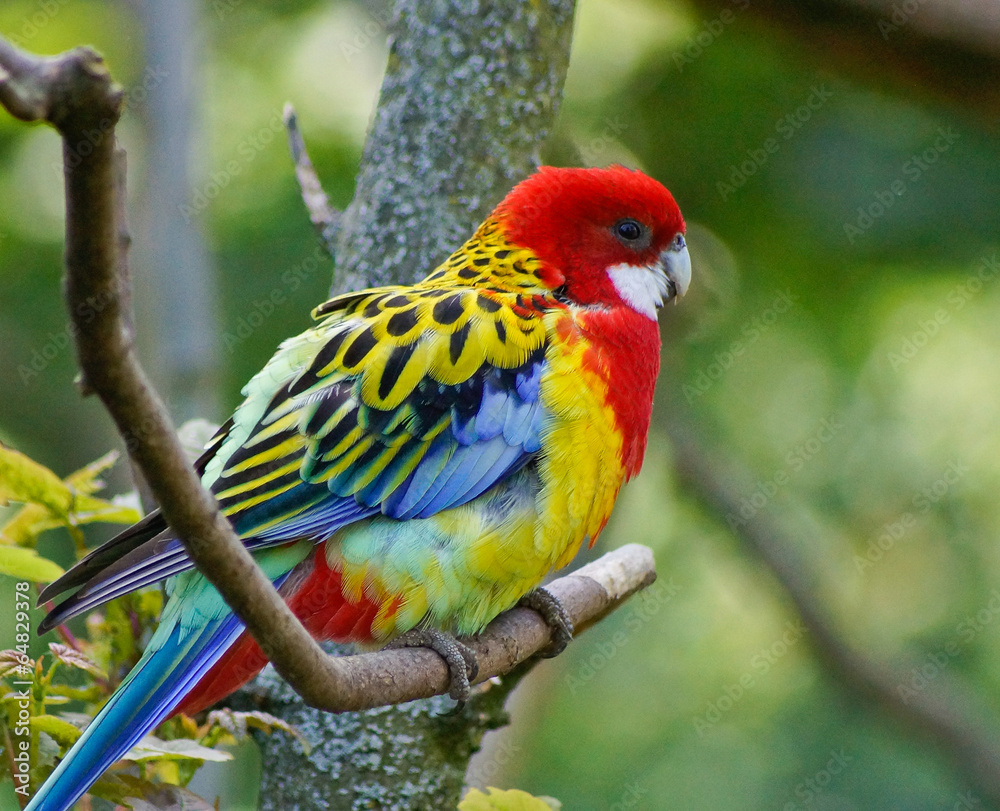 Fototapeta premium Regenbogen Kanarienvogel