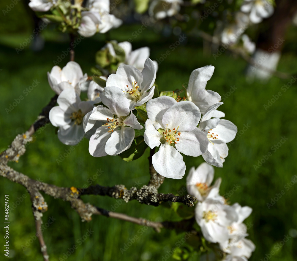 Apple blossoms