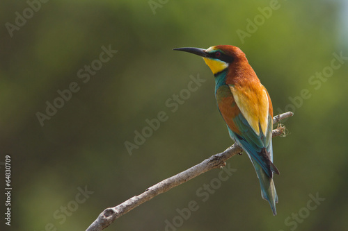 oiseau migrateur, guepier d'europe © bolga2b