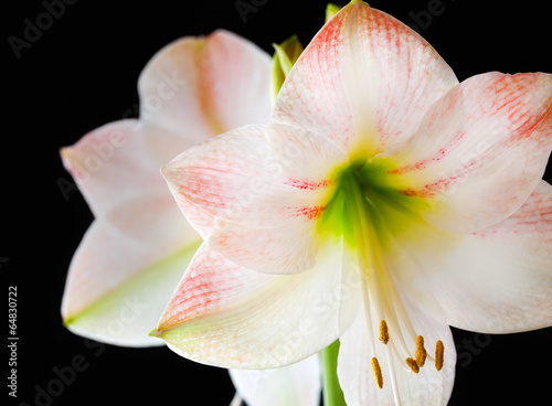 Fototapeta Naklejka Na Ścianę i Meble -  Amaryllis