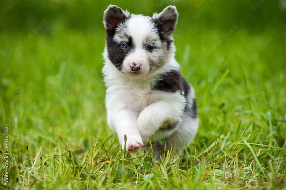 Bordercolliewelpe