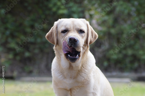 Labrador Hund schleckt Zunge
