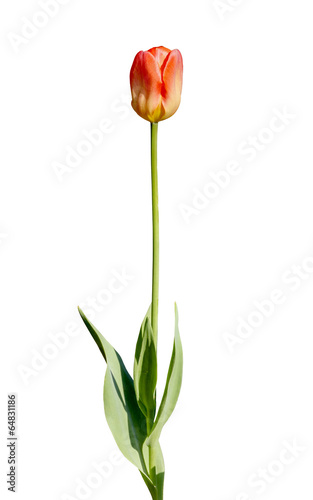Beautiful isolated tulip