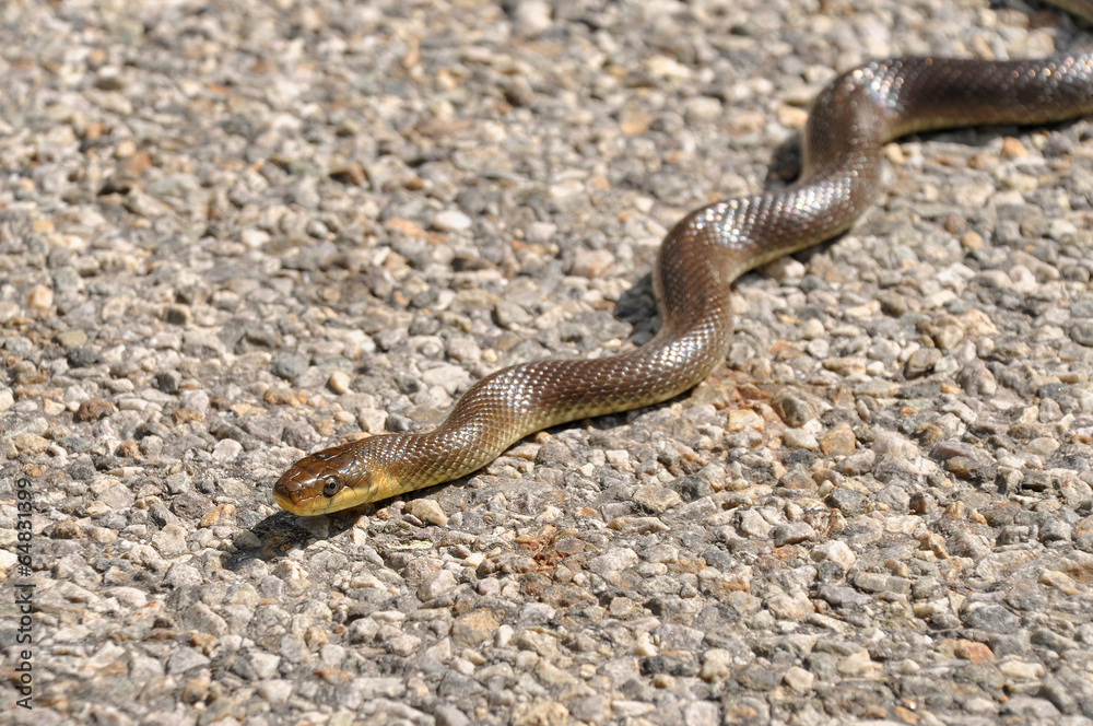 Aesculapian snake Aesculapian snake