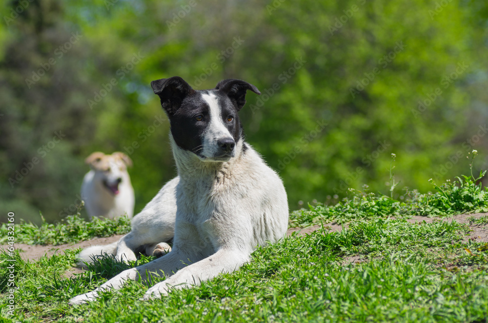 Portrait of adorable stray dog sitting under spring sun Portrait of adorable stray dog sitting under spring sun