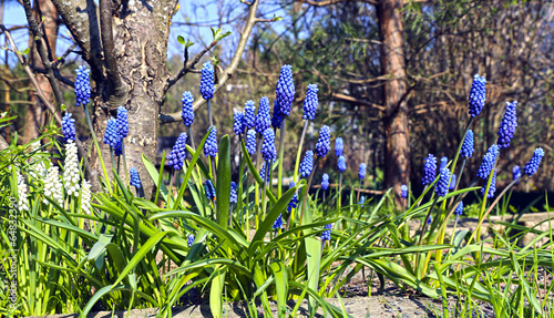 Blue muscari flowers photo