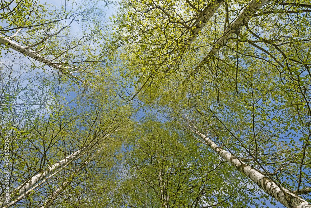 Fototapeta premium spring birch trees