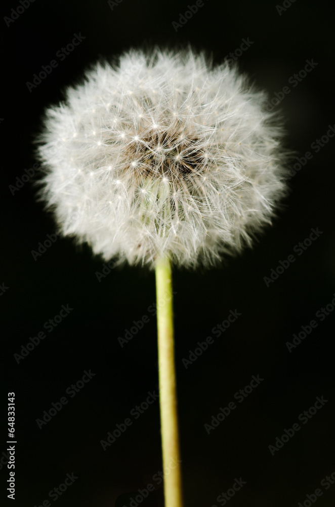 Past bloom dandelion detail Past bloom dandelion detail