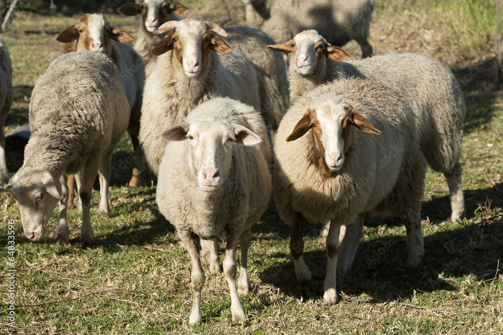 Naklejka premium sheep looking at camera