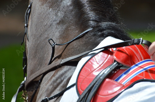 chevaux de course