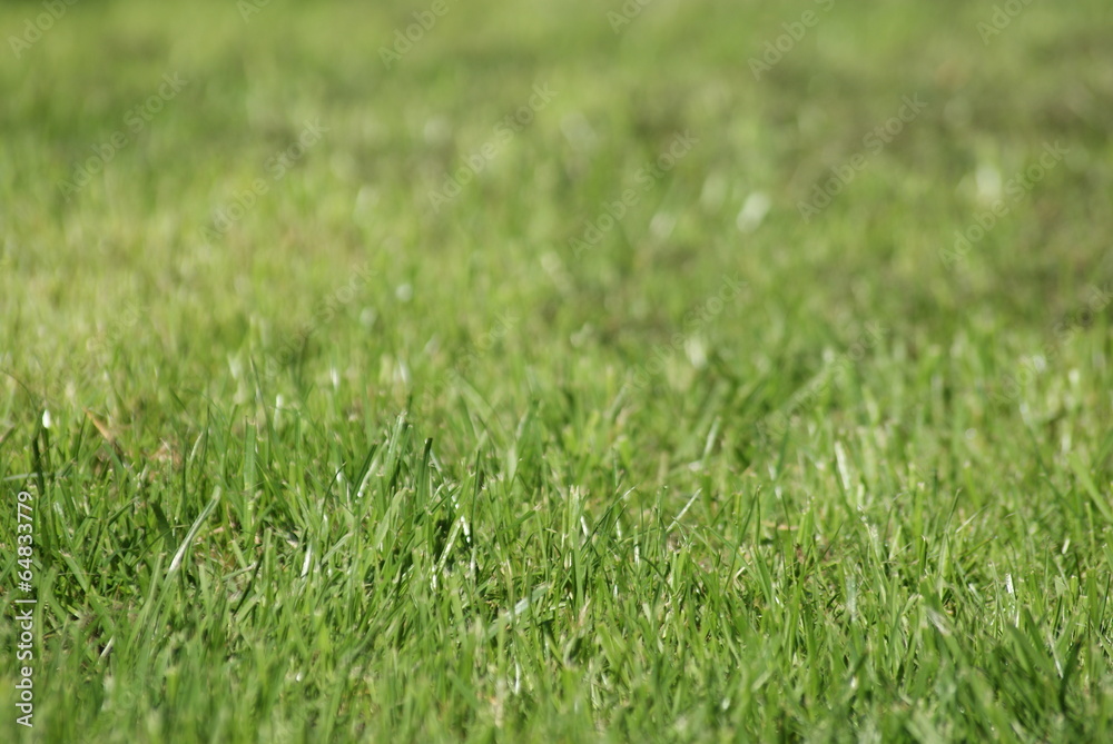 Gras Nahaufnahme Gras Nahaufnahme