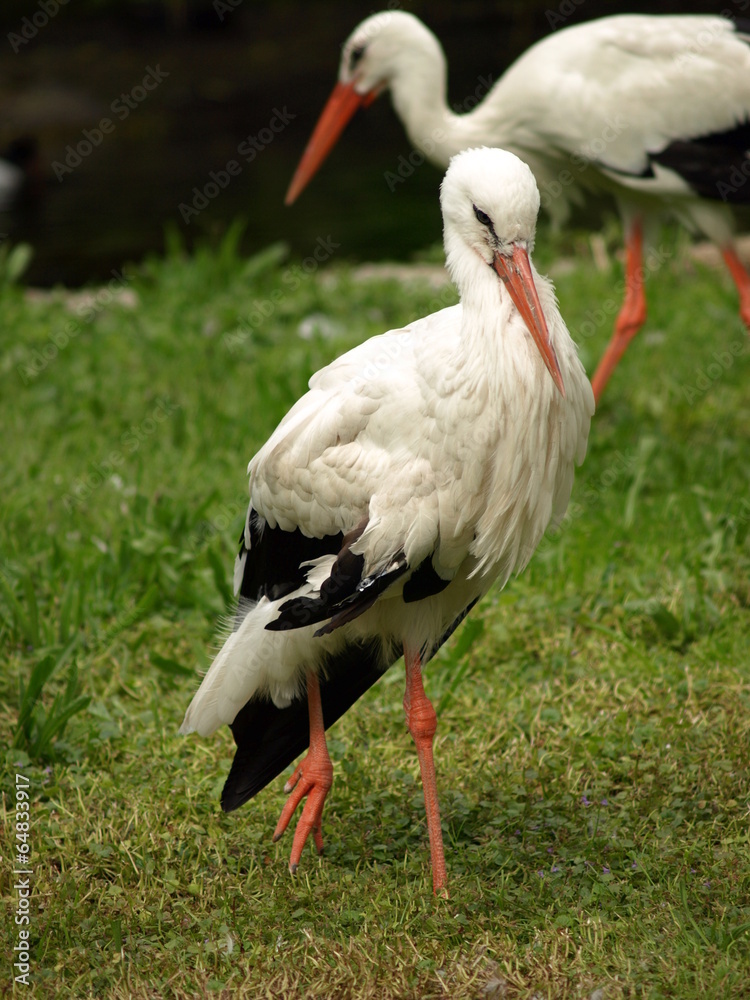 Fototapeta premium White Stork