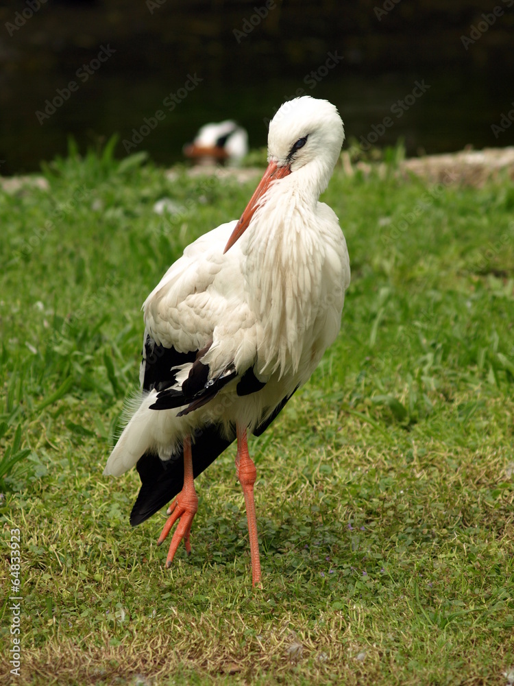 Fototapeta premium White Stork