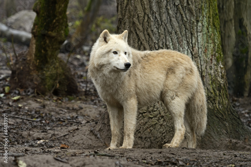 Polar wolf in its natural habitat