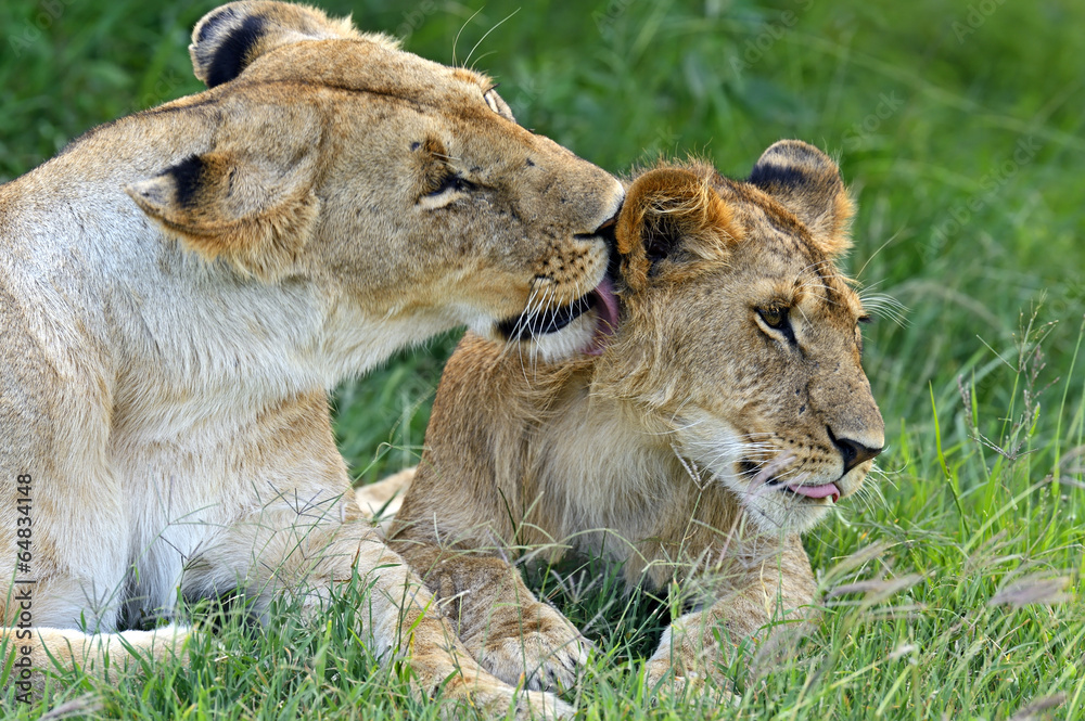 Fototapeta premium Lions Masai Mara