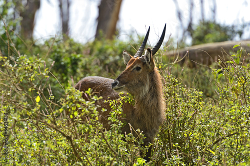 Waterbuck