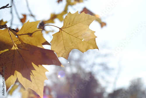 feuilles d'automne