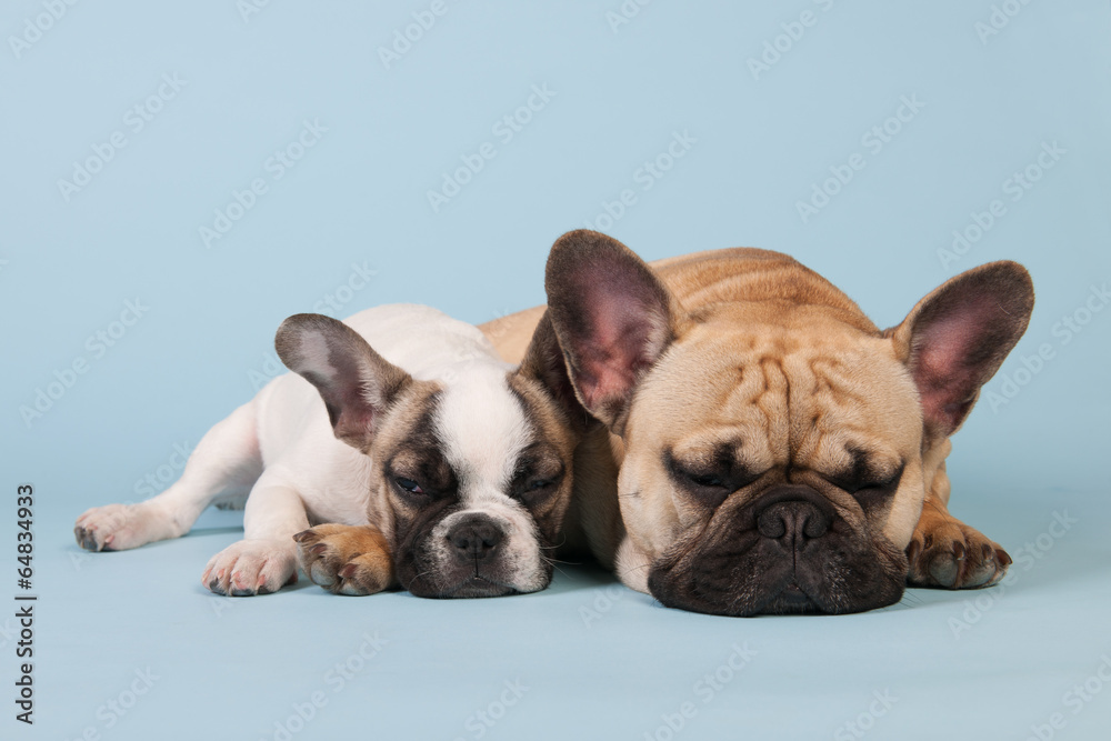 French bulldogs laying on blue background