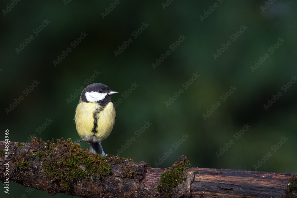 Obraz premium Great tit on tree
