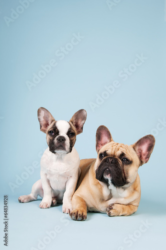 French bulldogs laying on blue background