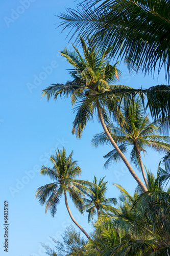Wallpaper Mural Palm trees Torontodigital.ca