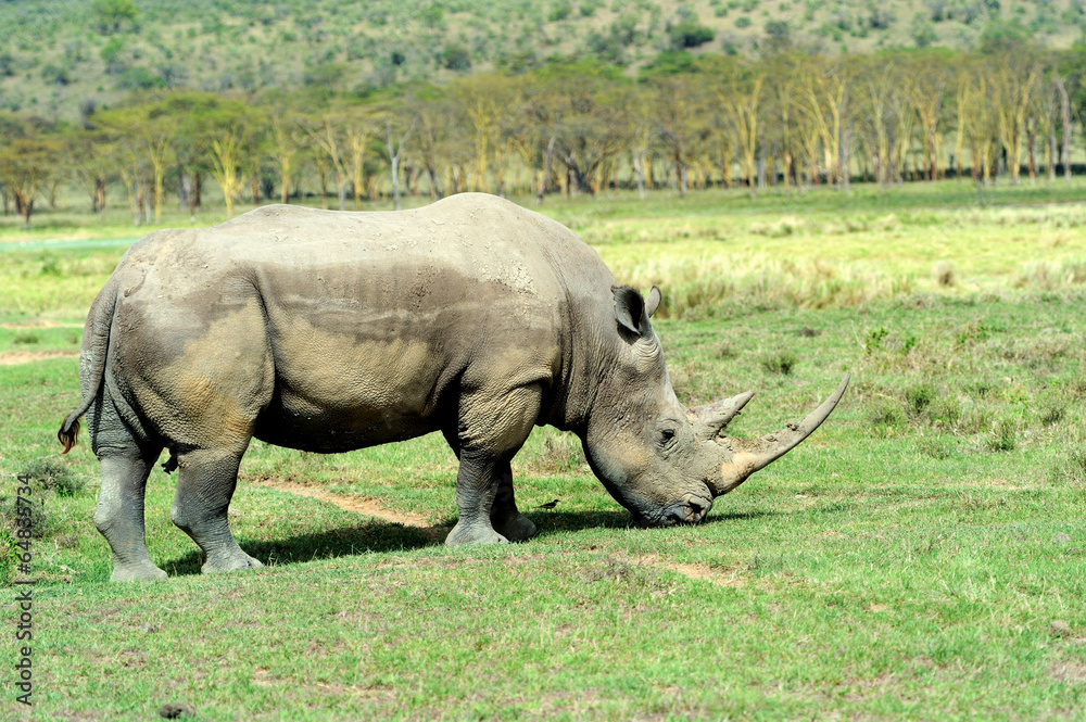 Rhino Rhino