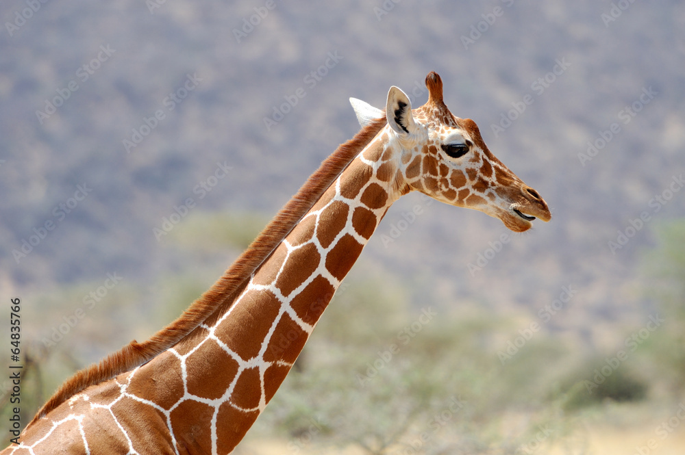 Fototapeta premium Giraffe