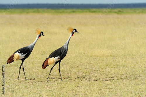 Crowned crane