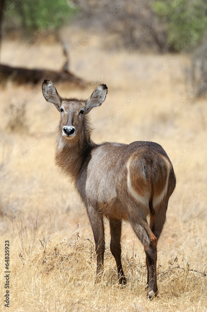 Waterbuck