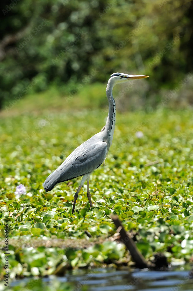 Fototapeta premium Heron