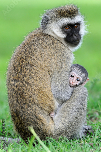 Monkey