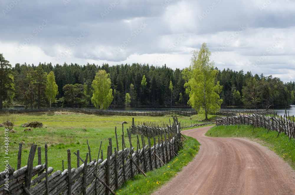 Fototapeta premium Shiny birches at winding gravel road