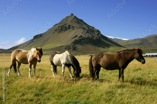 Horses in Snaefellsnes, Iceland photo