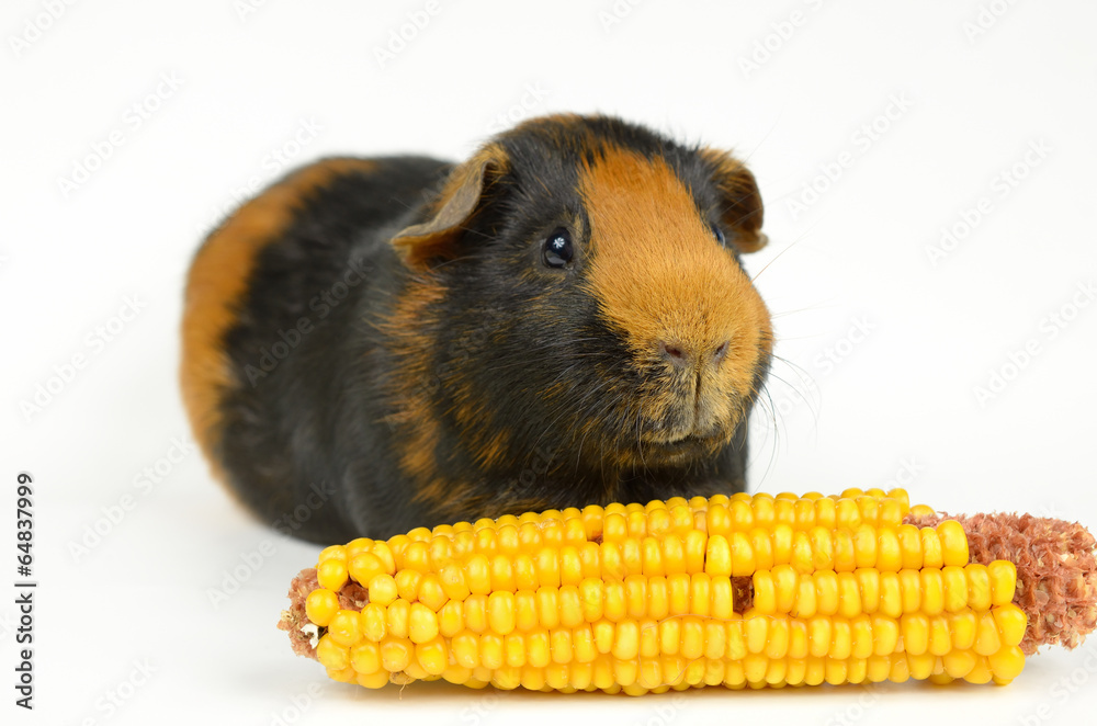 Kurzhaar-Meerschweinchen mit Mais Kurzhaar-Meerschweinchen mit Mais