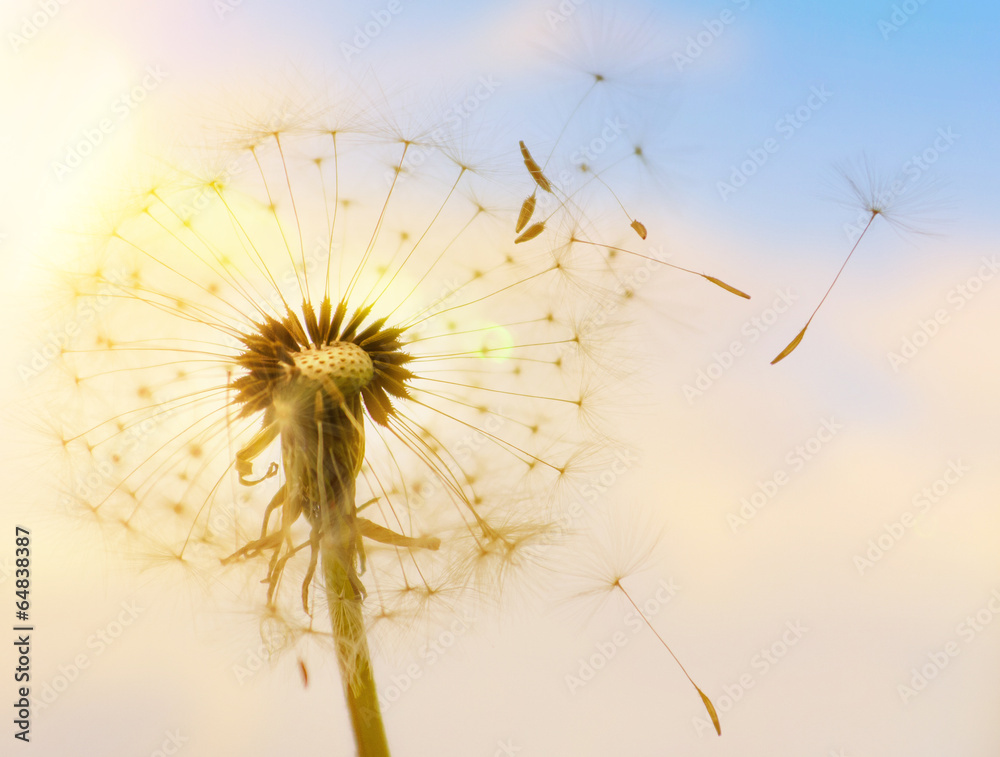 Pusteblume mit fliegenden Schirmchen im Sonnenlicht