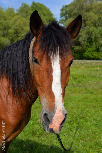 Portrait of horse on background of spring pasture