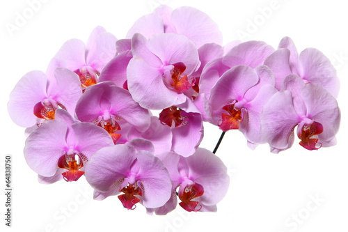 Fototapeta Naklejka Na Ścianę i Meble -  Orchid flowers