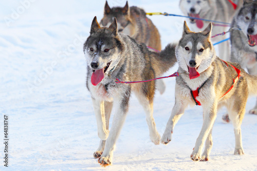 Race of draft dogs © hramovnick