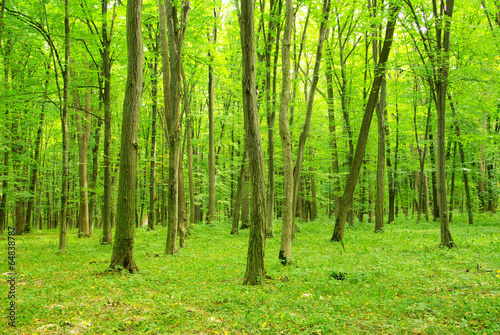 green forest