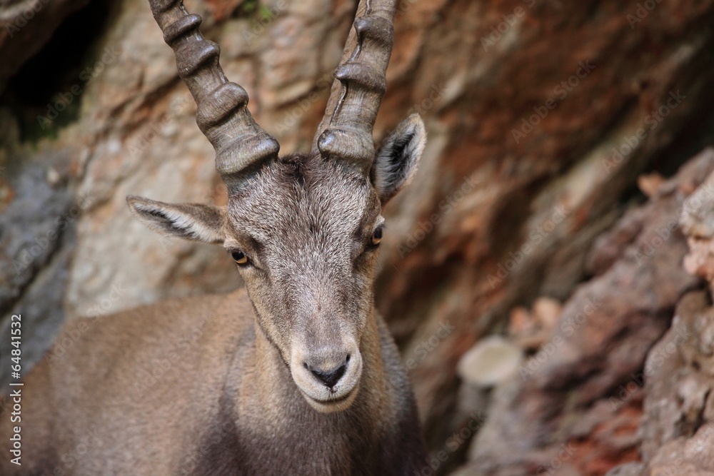 Alpine Ibex