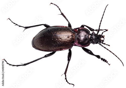 dung Beetle violet black isolated white background