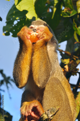 Fototapeta Naklejka Na Ścianę i Meble -  Squirrel Monkey in amazon rainforest