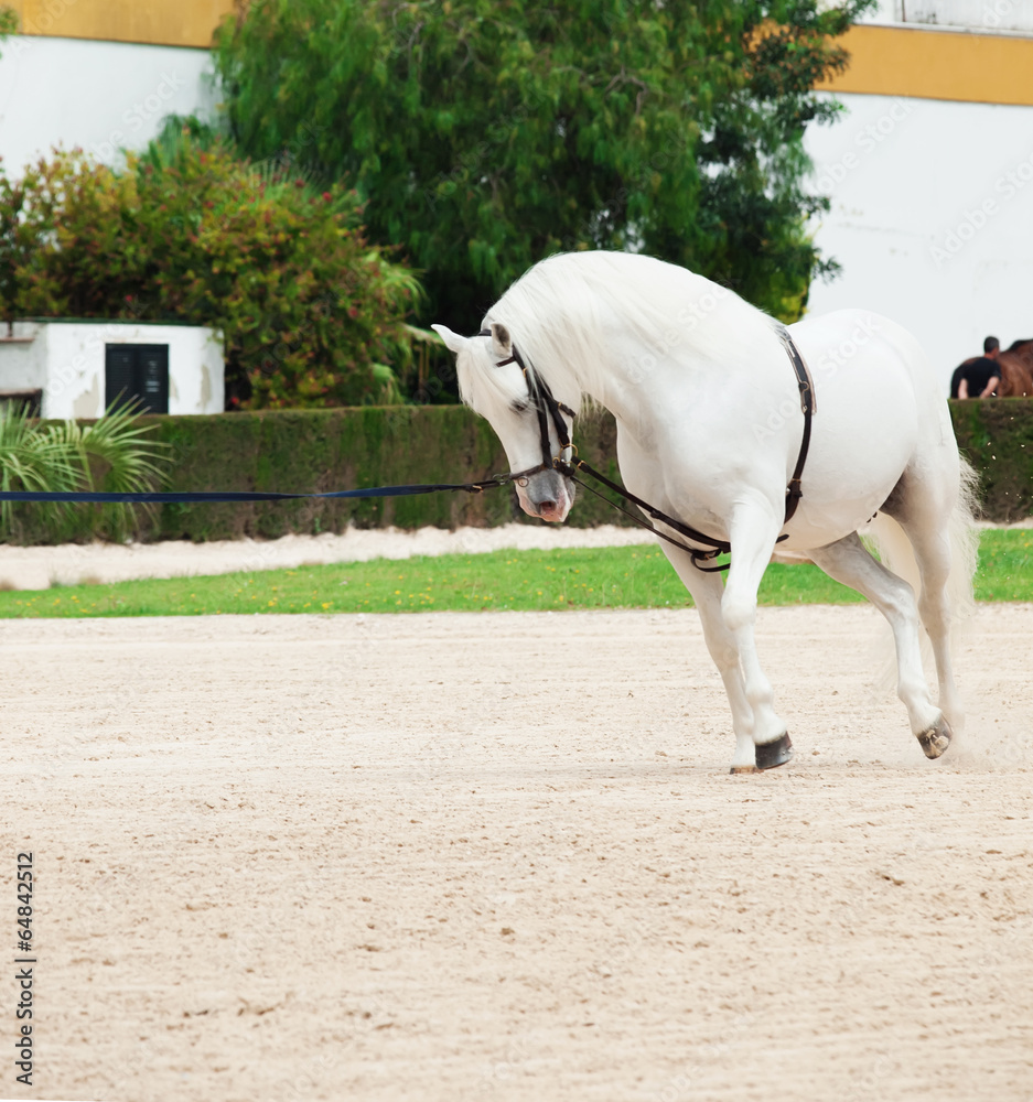 Longeing white horse. Andalisia, Spain Longeing white horse. Andalisia, Spain