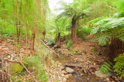 Rainforest Creek Scene